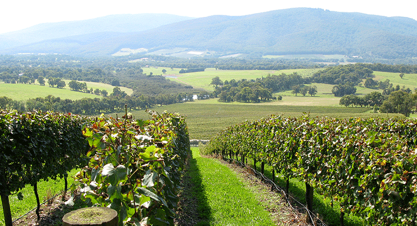 Giant Steps Vineyard